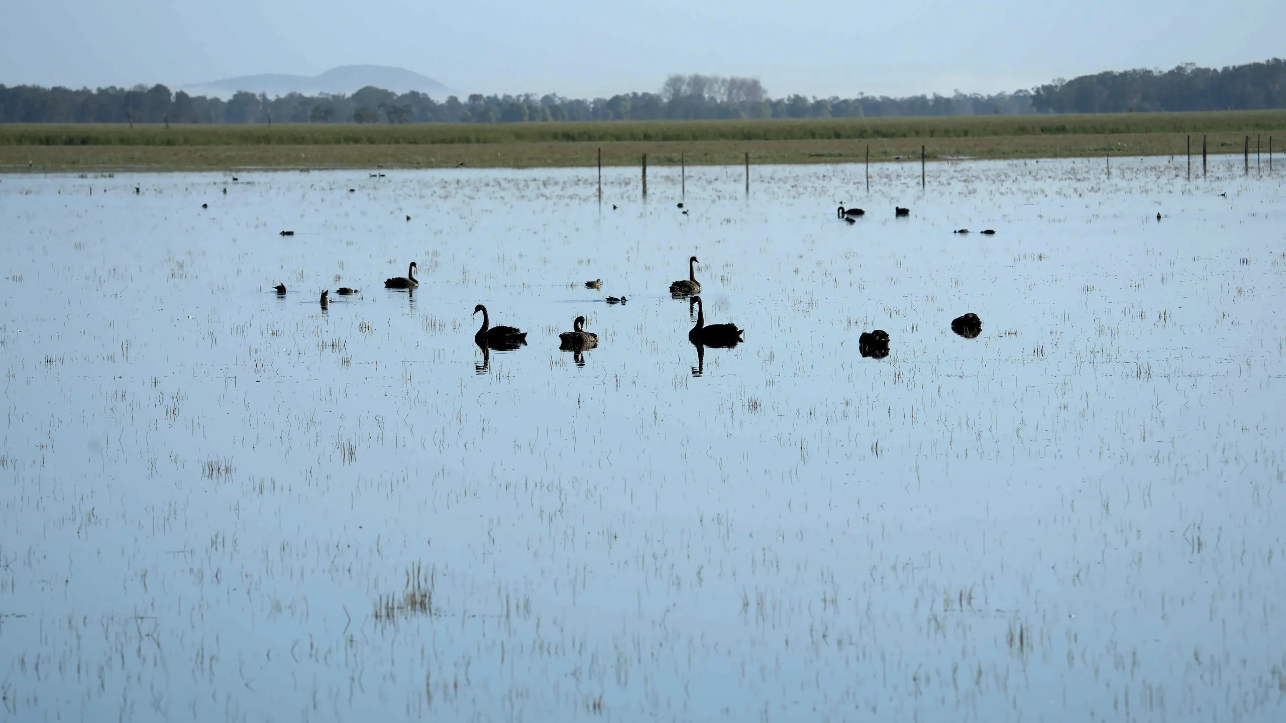 Black swans and ducks spread across the flooded paddocks of Belmore Swamp in the early morning, with fence posts standing in the water and hazy hills behind