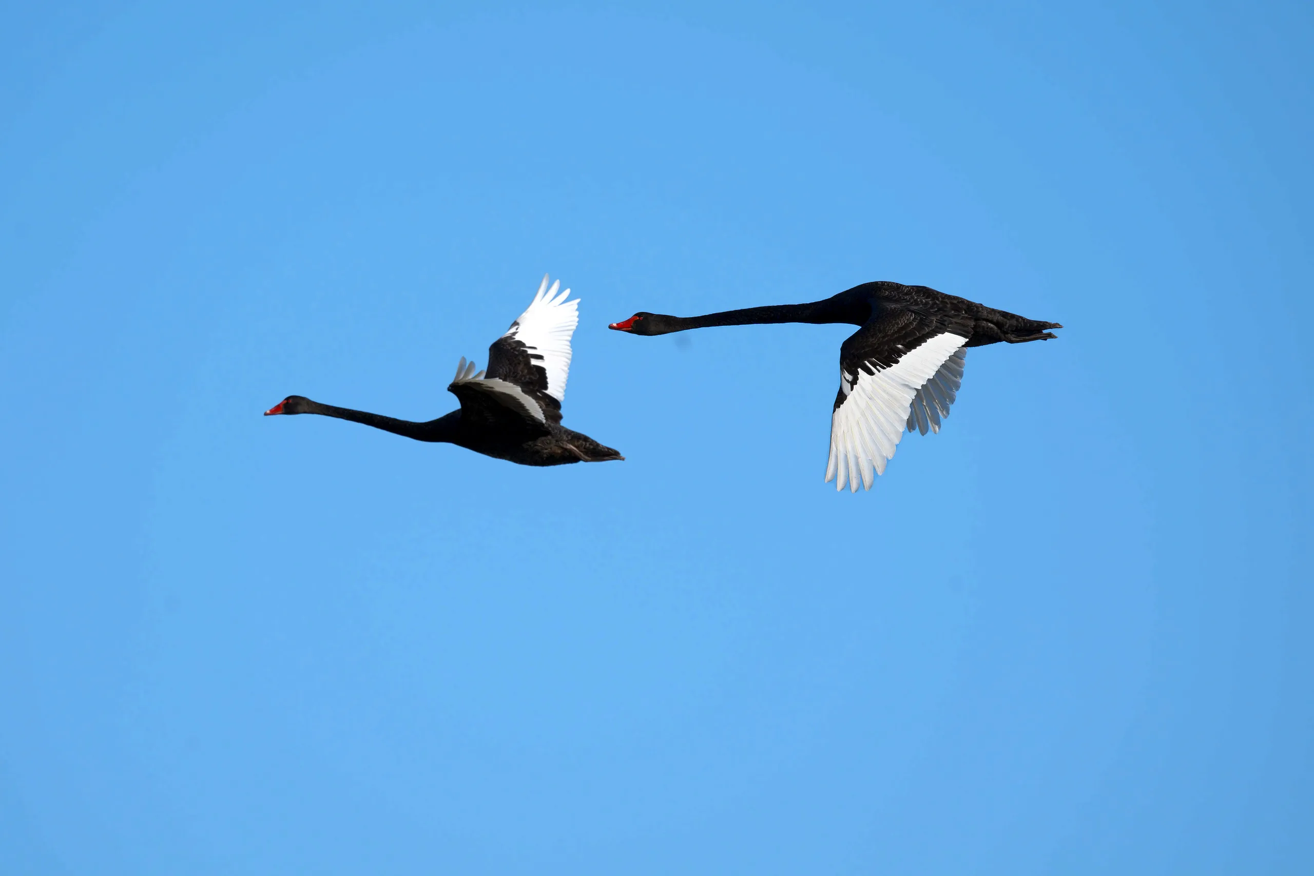 Birdwatching at Belmore Swamp: a Sunday morning on Seale Road